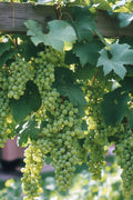 Uva verde