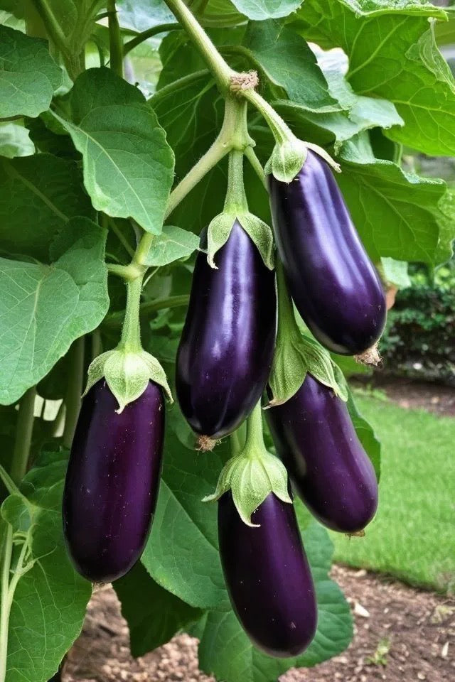 Berenjena