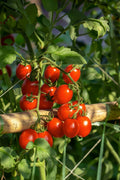 Tomate cherry