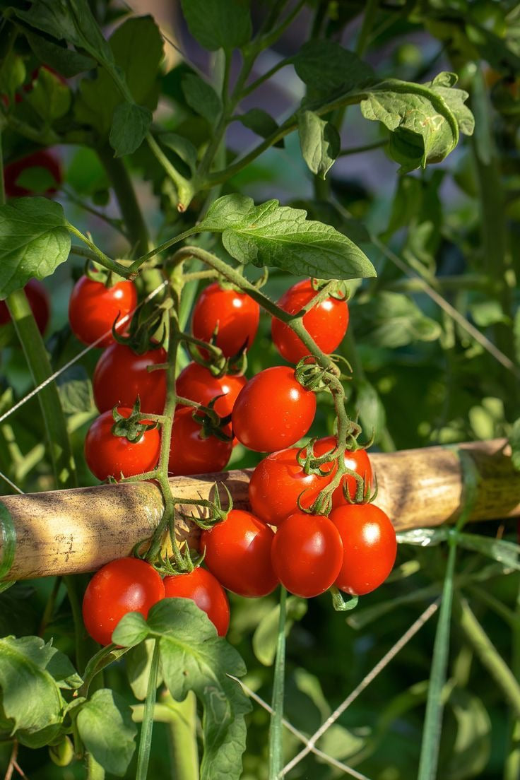 Tomate cherry