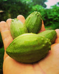 Tacaco sazón