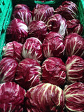 Lechuga radicchio