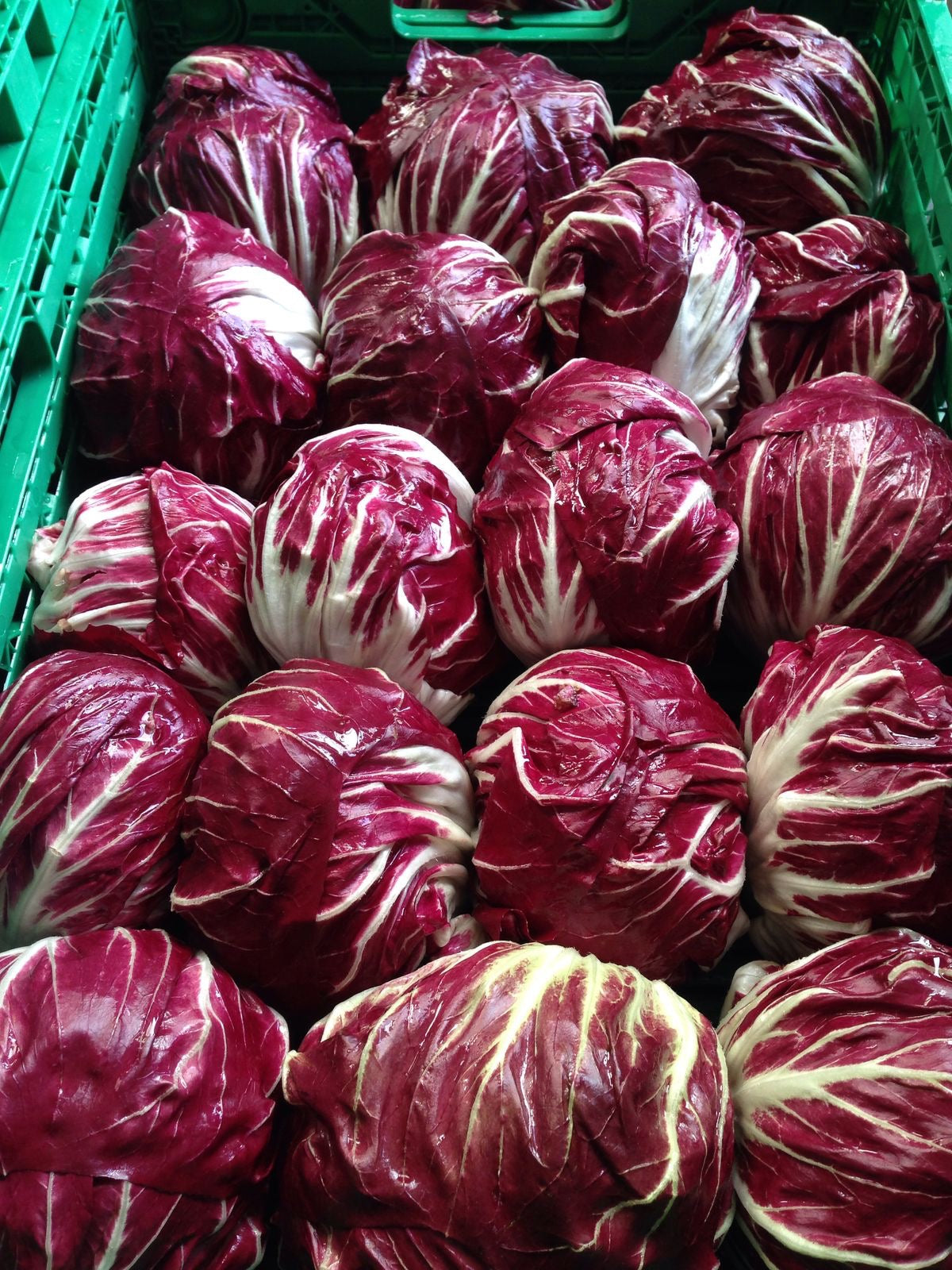 Lechuga radicchio