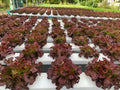 Lechuga lolorosa
