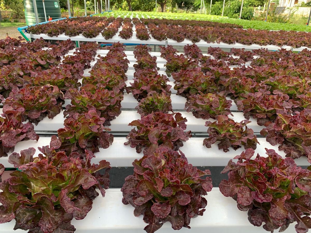 Lechuga lolorosa