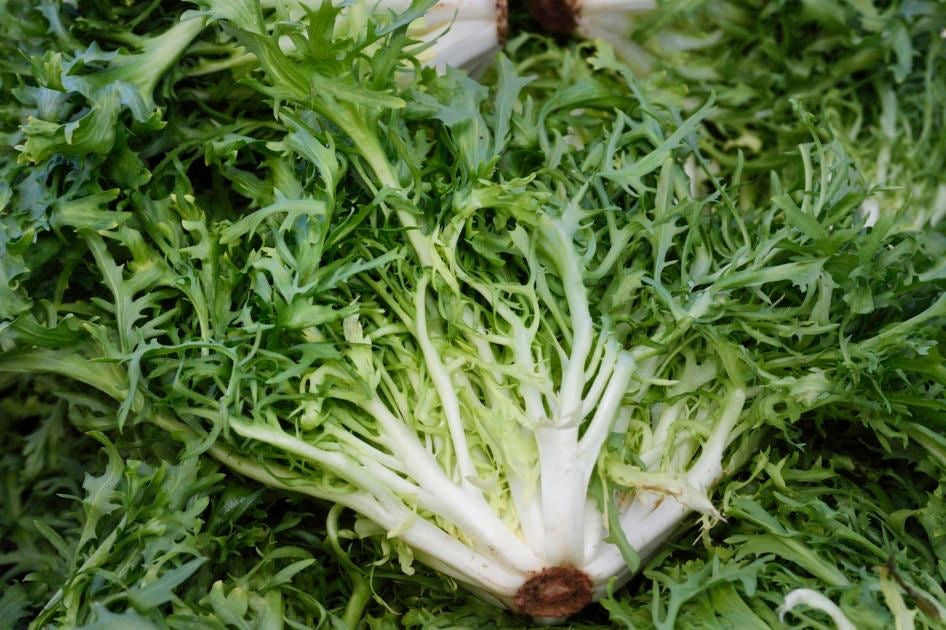 Lechuga escarola