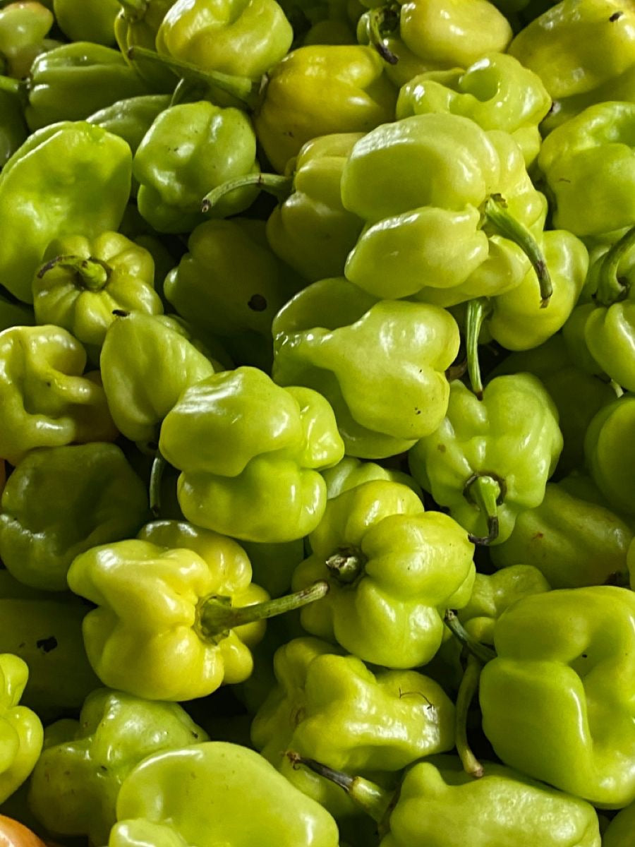 Chile panameño