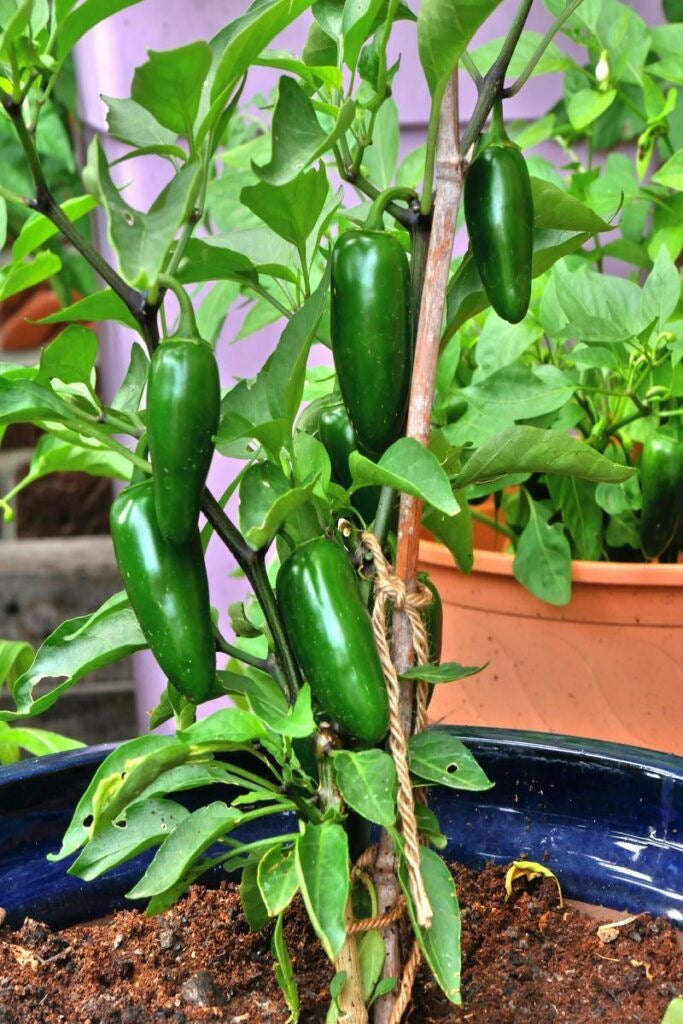 Chile jalapeño