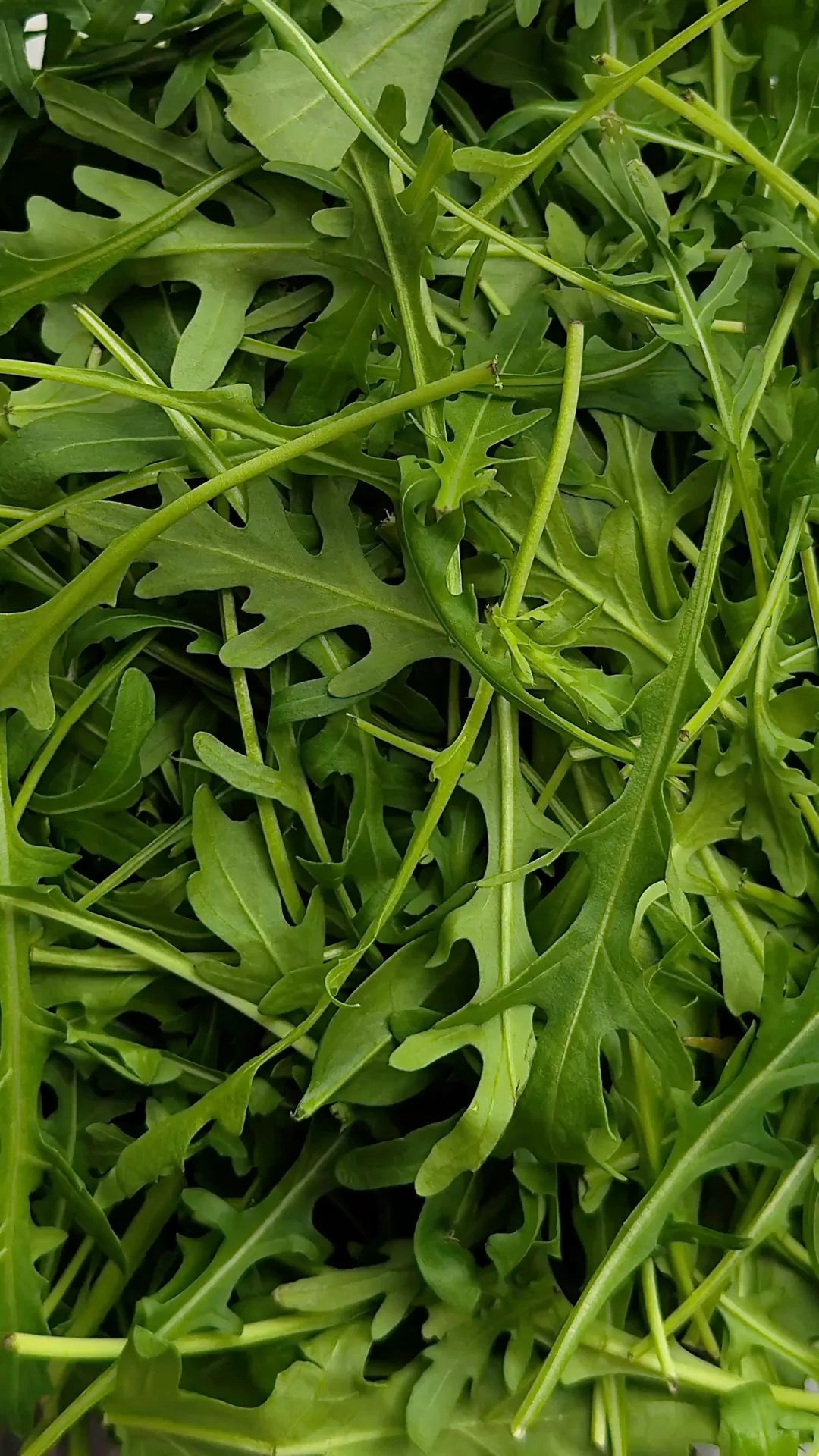 Arúgula
