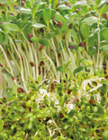 Alfalfa