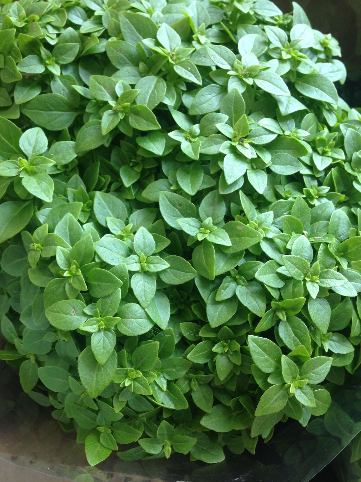 Albahaca