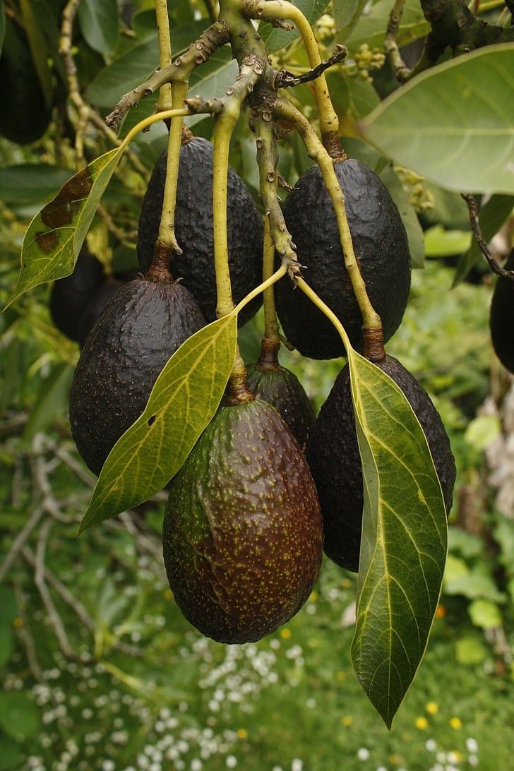 Aguacate Hass México