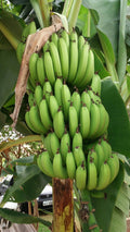 Plátano verde de primera
