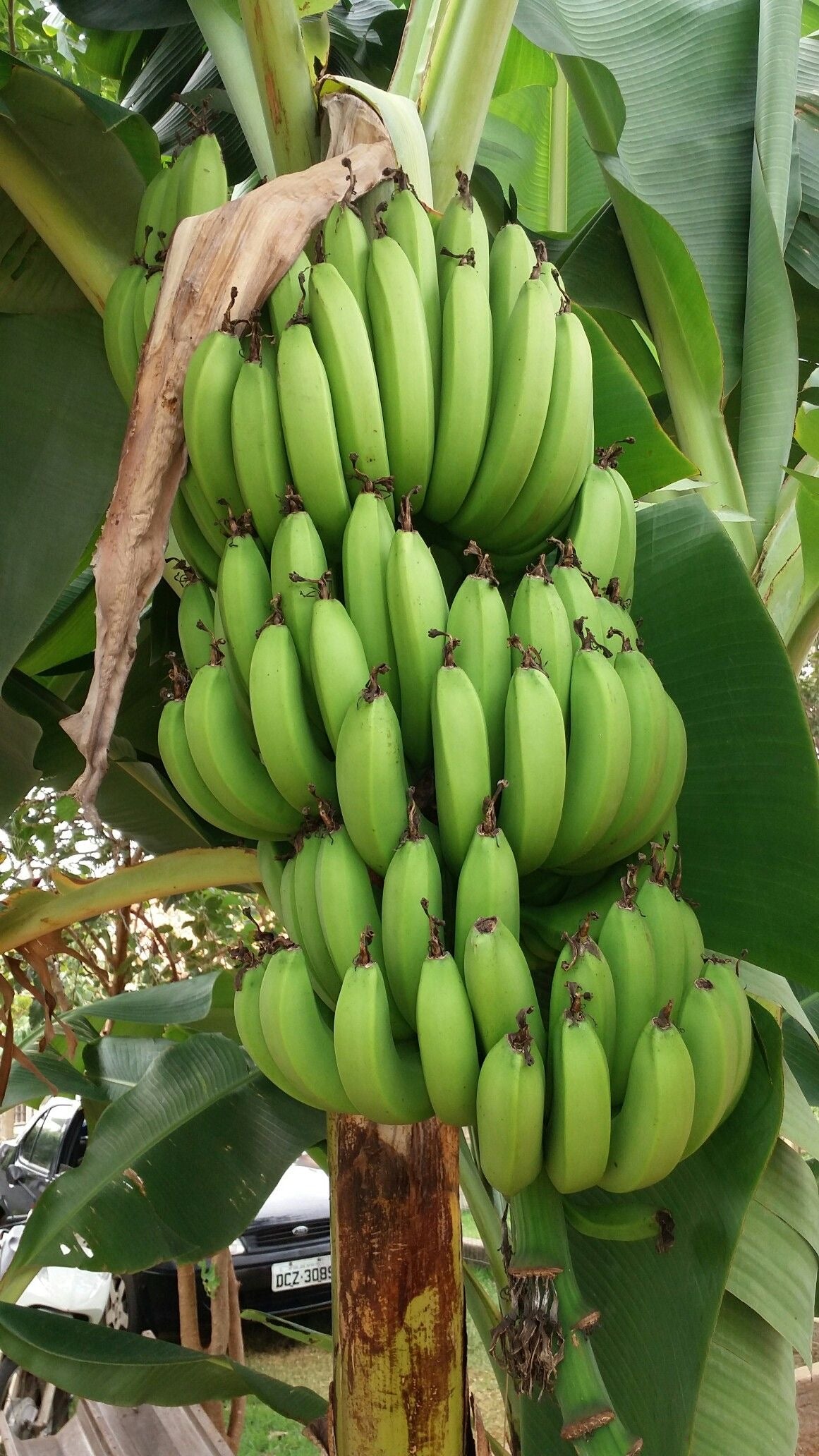 Plátano verde de primera