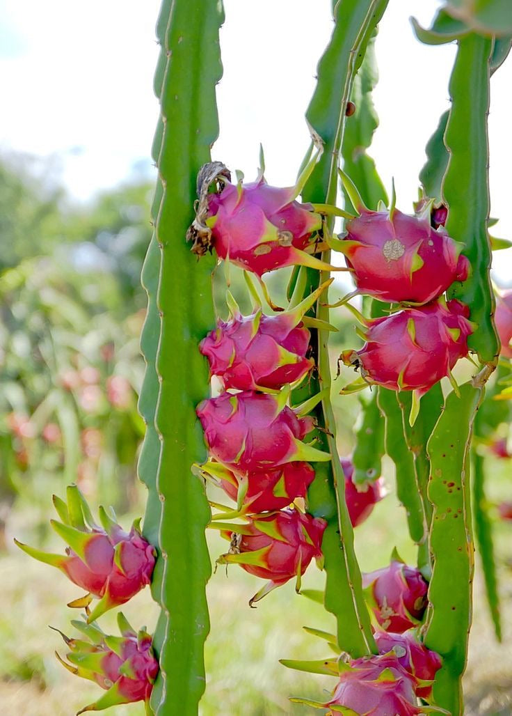 Pitahaya