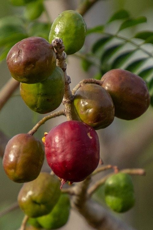 Jocotes