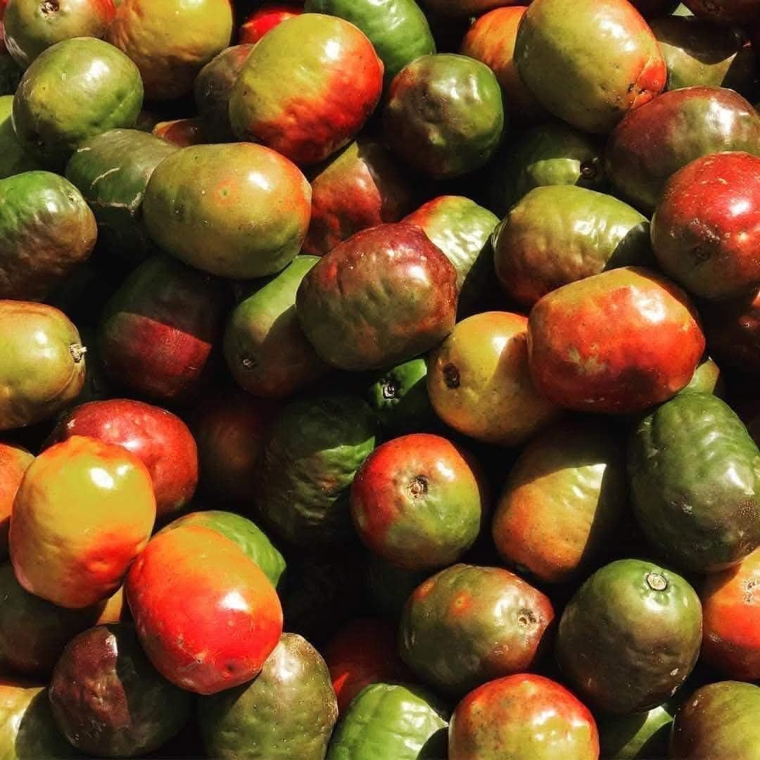 Jocotes