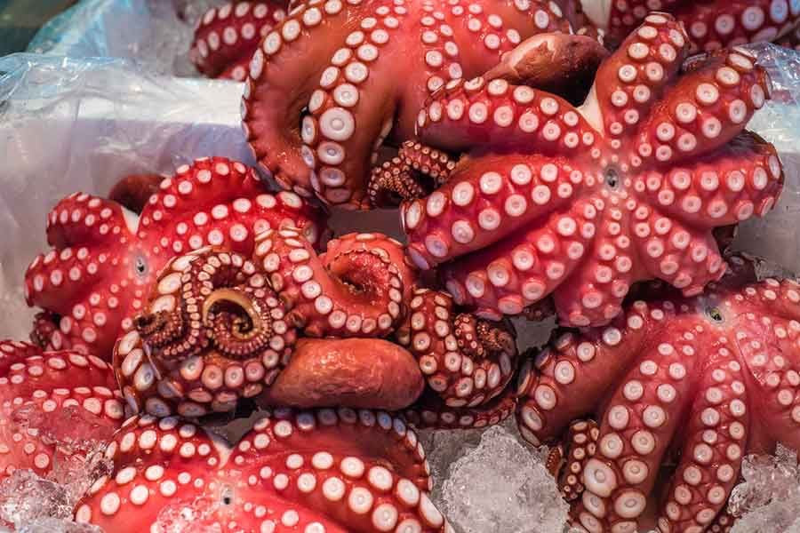 Pulpo Fresco