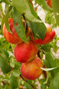 Nectarina