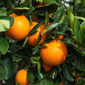 Naranja Washington
