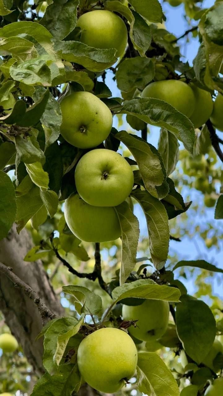 Manzana verde