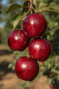 Manzana roja