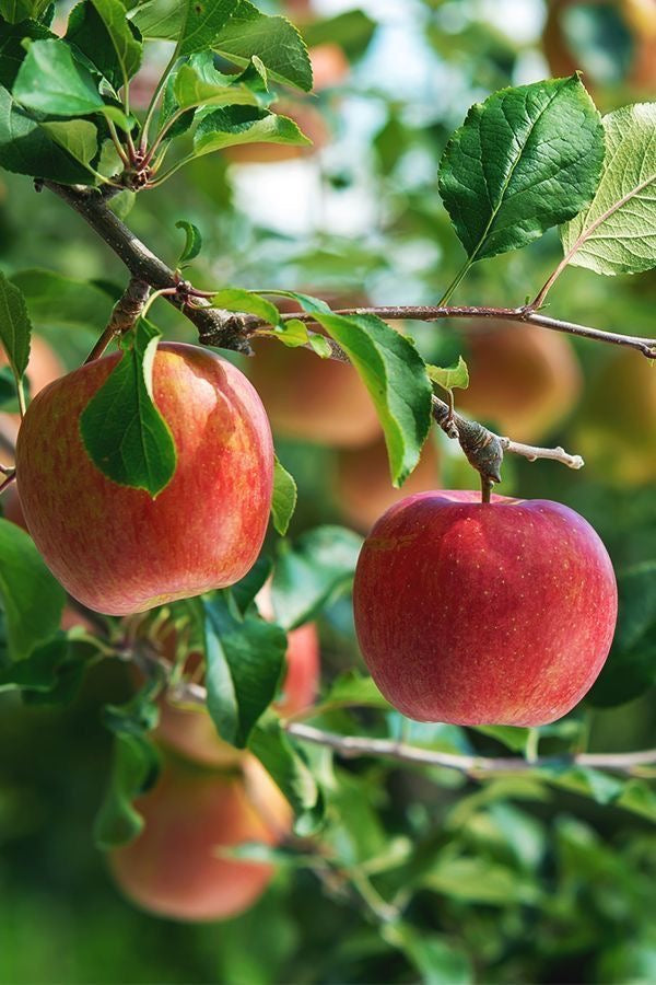Manzana Gala grande