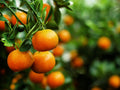 Mandarina Clementina