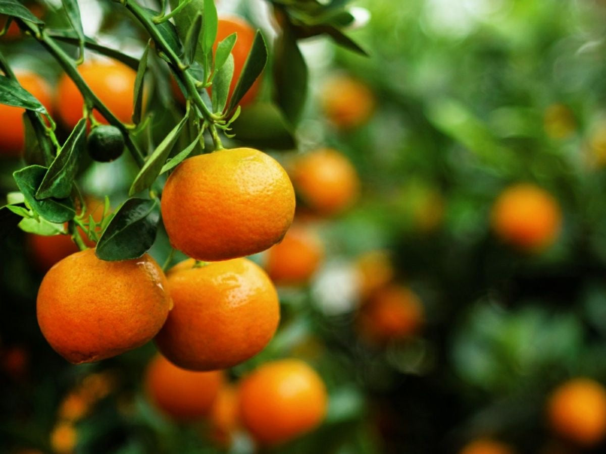 Mandarina Clementina