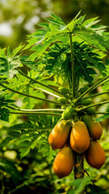 Papaya