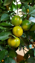 Naranja dulce