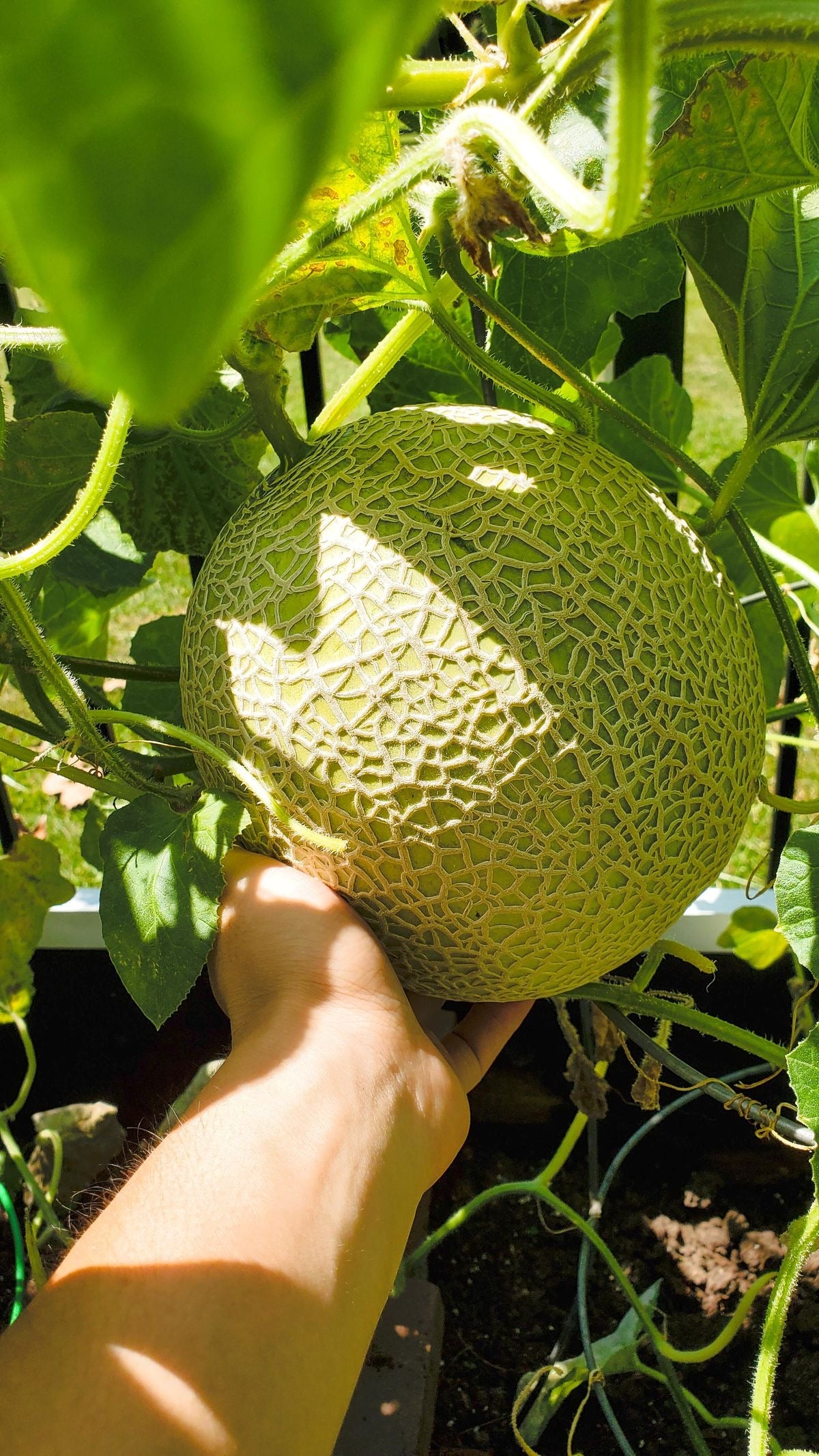 Melón cantaloupe