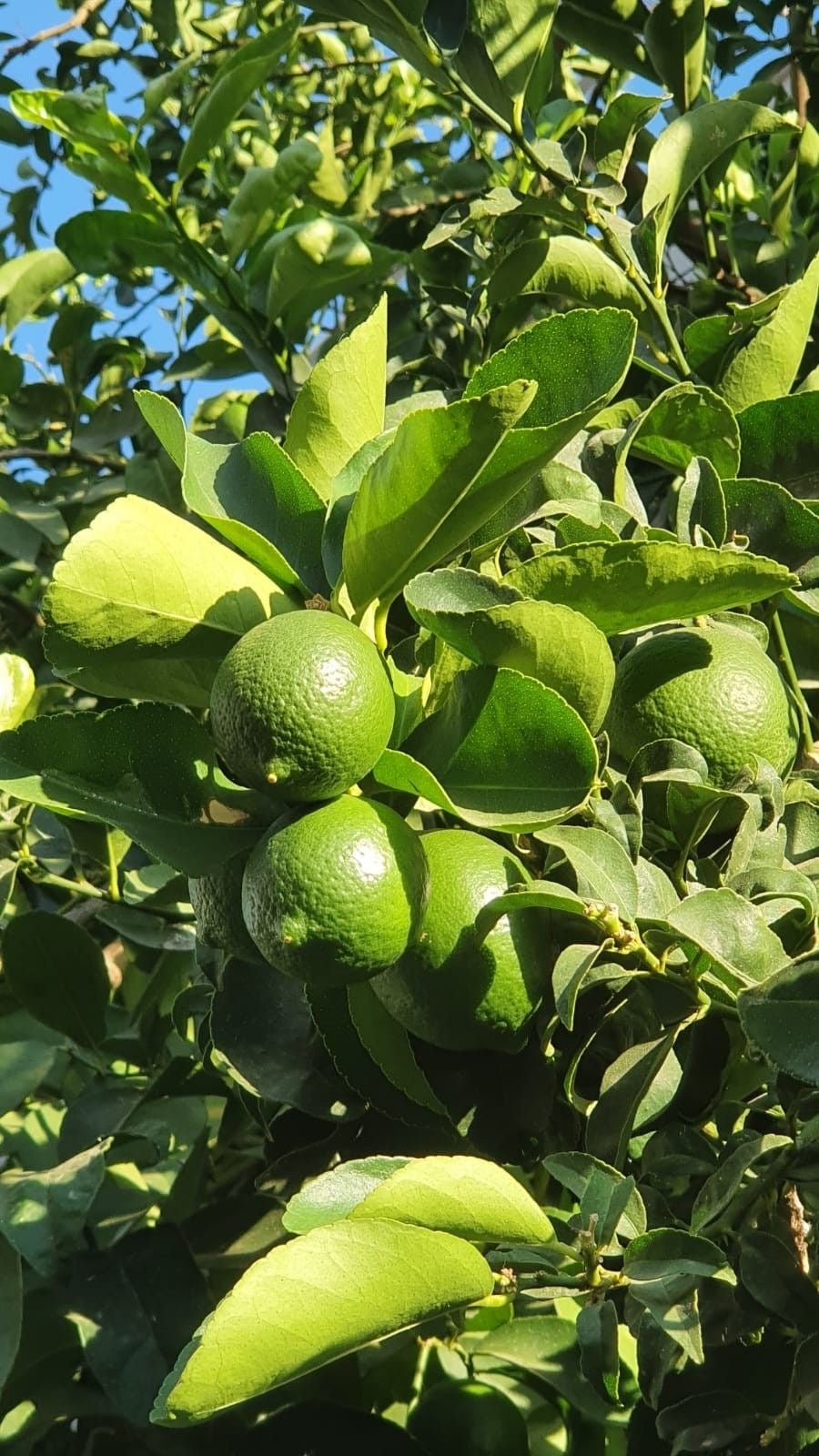 Limón mesino