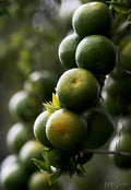 Limón mandarina