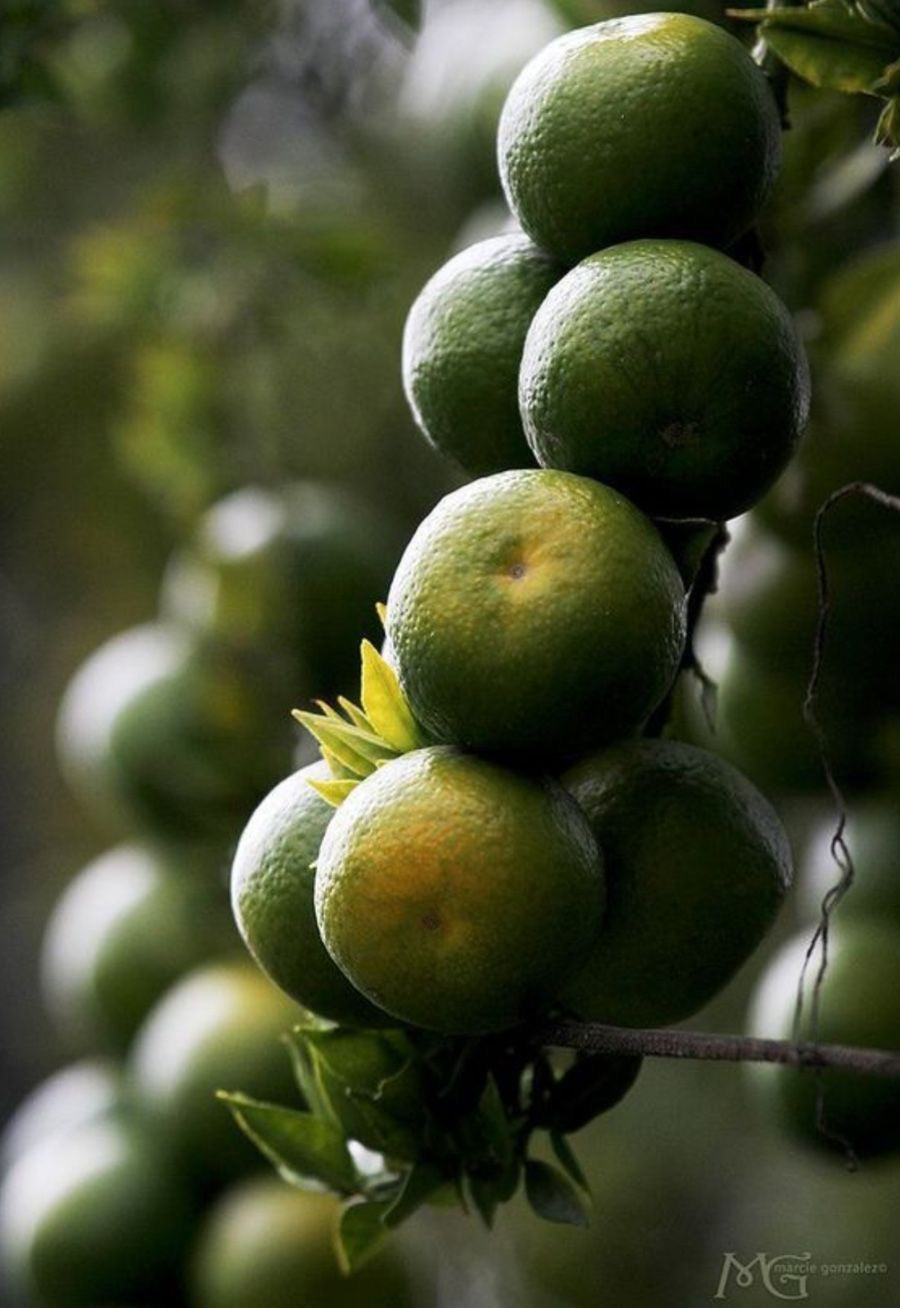 Limón mandarina