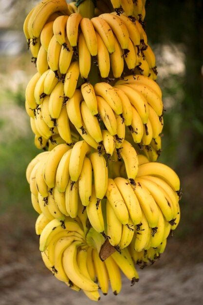 Banano criollo