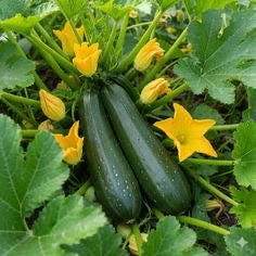Zucchini