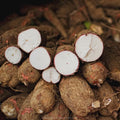 Yuca parafinada