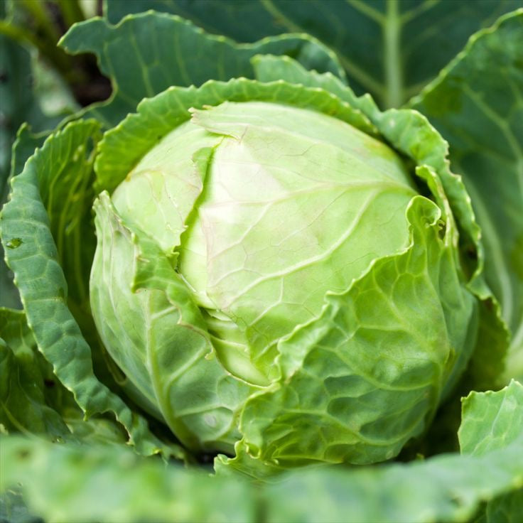 Repollo verde