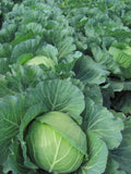 Repollo verde