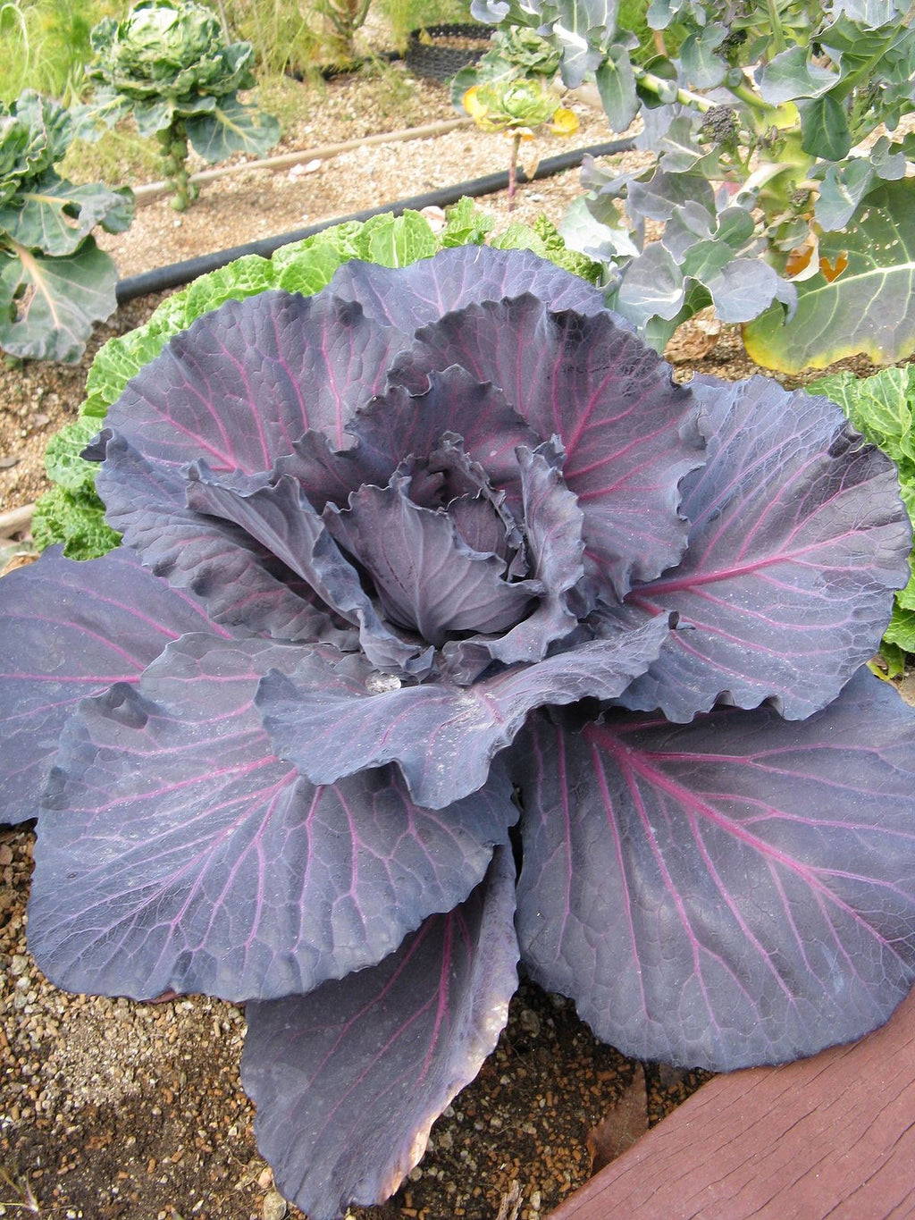 Repollo morado