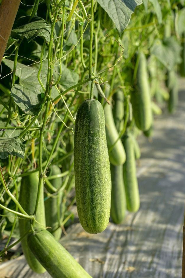 Pepino