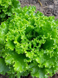 Lechuga americana