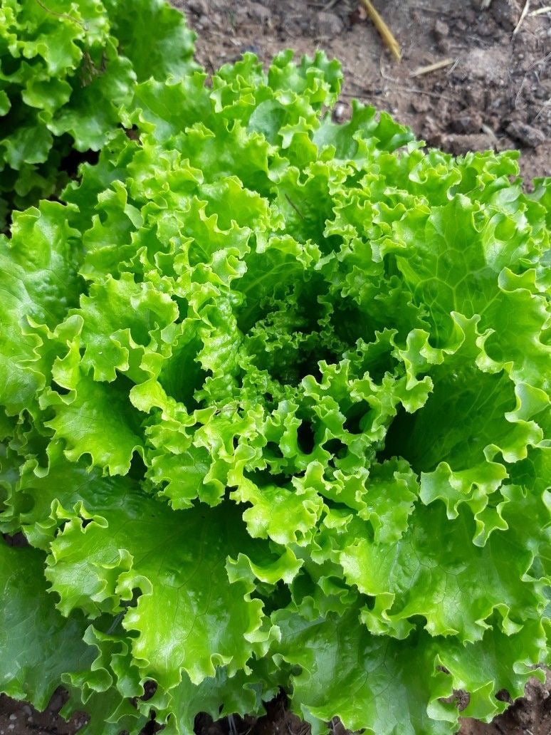 Lechuga americana