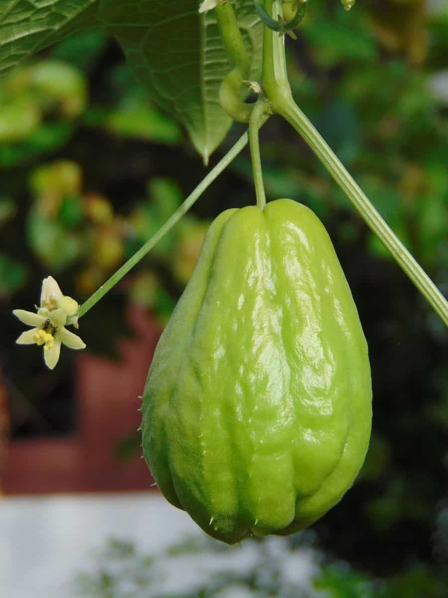 Chayote