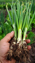 Cebollino
