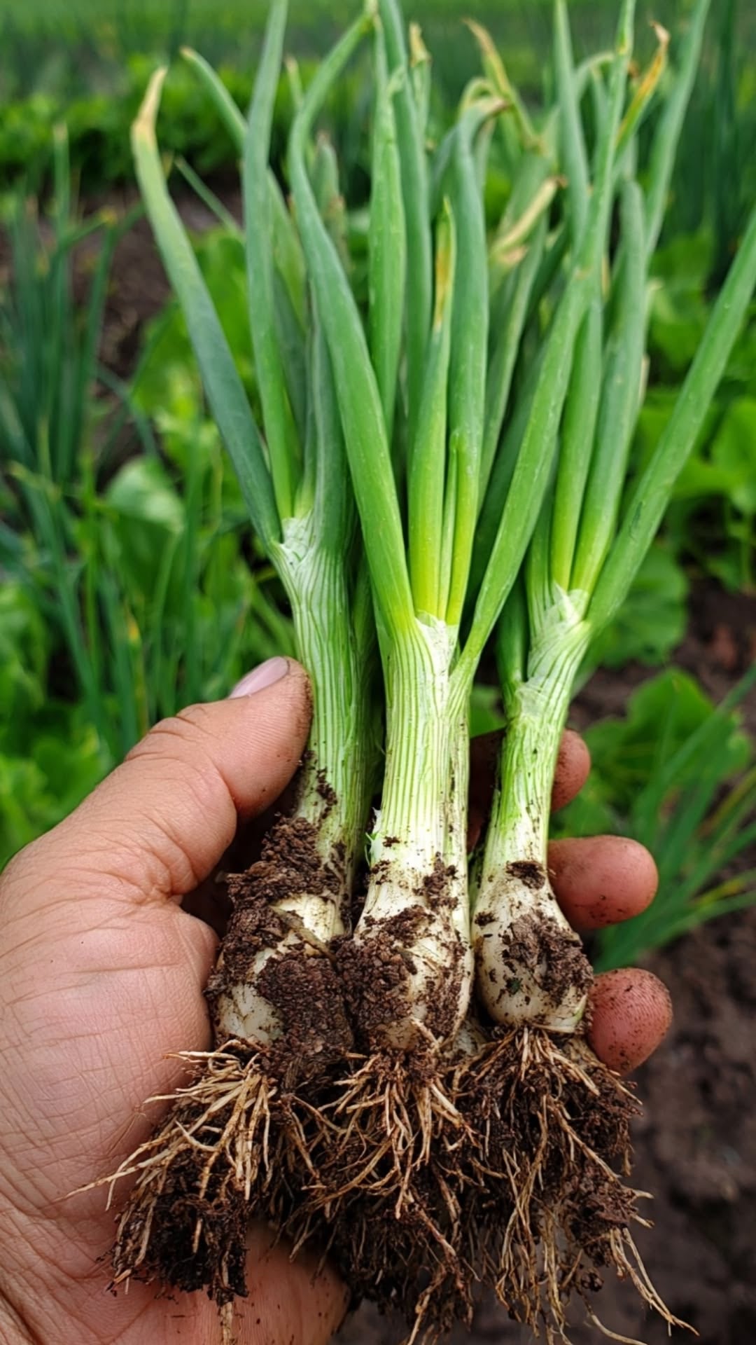 Cebollino