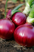 Cebolla morada