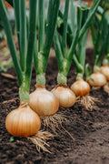 Cebolla amarilla