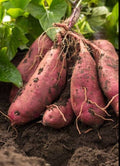 Camote